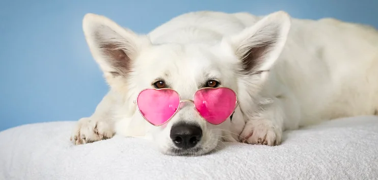 Mettere un cane nella foto del profilo aumenta le chance di trovare l’amore